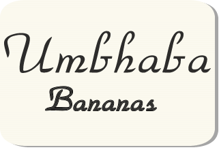Umbhaba Estates Bananas - Banana Agricultural Farming in Mpumalanga (Hazyview, Hectorspruit/Malalane, Kiepersol/Marlothi) in South Africa